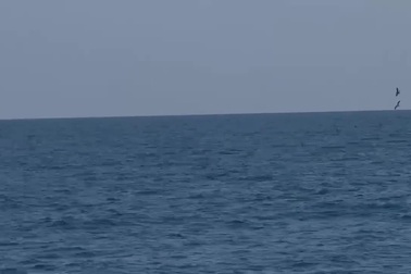 Bắt gặp cá voi săn mồi sát bờ biển Bình Định (Video: Neil Nguyễn).