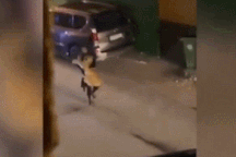 Clip cô gái tay không bắt sư tử đi lang thang trên phố gây sốc dân mạng