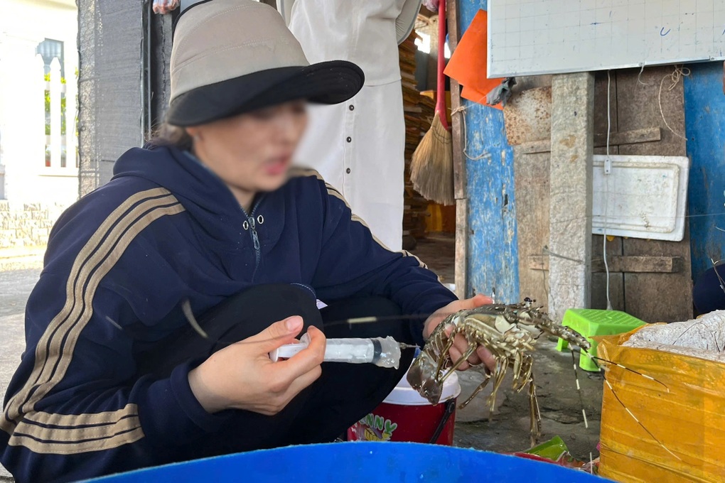 Bơm thạch rau câu, biến tôm hùm chết thành tôm tươi - 1 Bơm thạch rau câu, biến tôm hùm chết thành tôm tươi - 1
