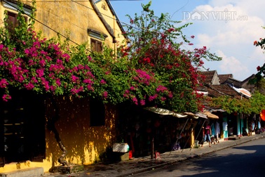 Sắc màu hoa giấy phố Hội An