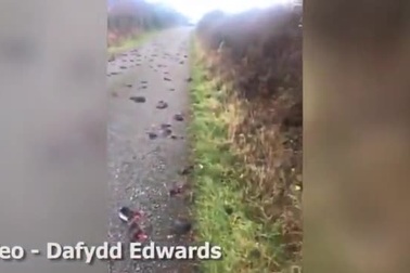 Bí ẩn hàng trăm con chim sáo chết la liệt trên đường quốc lộ