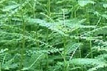 Cây diệp hạ châu và bệnh gan