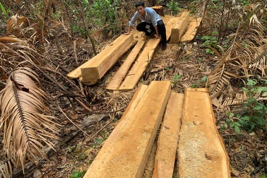 Chỉ đạo "nóng" vụ dân "đốt sạch", lâm tặc "xẻ thịt" rừng xanh Tây Nguyên