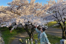 Choáng ngợp cảnh sắc hoa anh đào khoe sắc tuyệt đẹp như cổ tích ở Nhật Bản