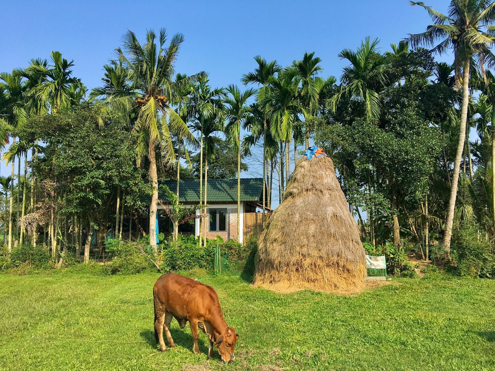 Ngôi nhà xanh mát với ao bạt ngàn sen của chàng kỹ sư - 12