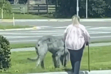 Clip người phụ nữ dắt quái thú đi dạo khiến dân mạng xôn xao và tranh cãi