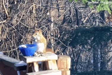 Video sóc bị say vì ăn phải lê lên men thu hút gần 2 triệu lượt xem