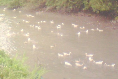 Cà Mau: Phát hiện đàn gia cầm dương tính vi rút H5N1