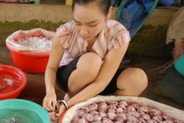 "Làng chuột" Phù Dật tất bật kiếm tiền