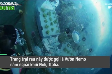 Bất ngờ trang trại rau xanh tốt dưới đáy biển