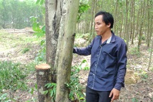 Bốn anh em hỗn chiến vì 1 cây tràm, hai người thương vong