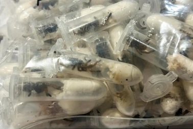 Ngửi thấy mùi lạ, hải quan sững sờ phát hiện 1.500 con nhện giấu ở hộp bánh