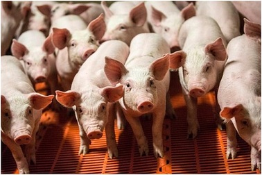 Nội tạng người được phát triển trên... lợn