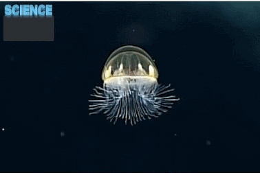 Bạn nên làm gì khi bị sứa đốt?