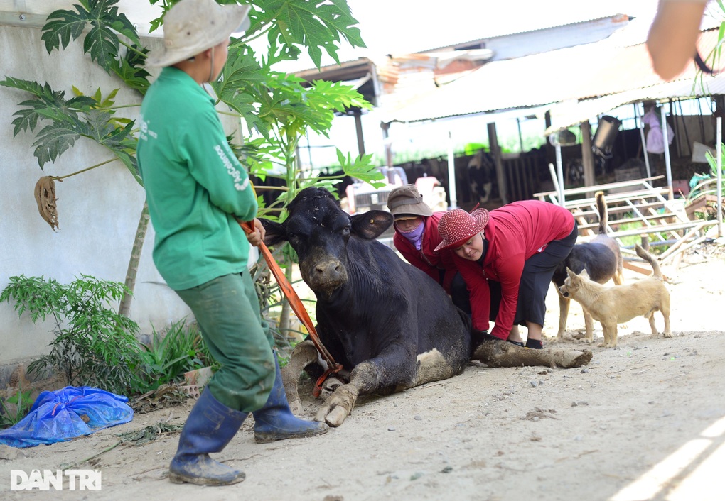 Vụ 470 bò sữa chết sau tiêm vắc xin: Lên phương án bồi thường - 1