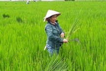 Thanh Hoá: Người dân điêu đứng, có nguy cơ trắng tay vì “lúa ma”