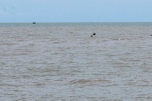 Phát hiện thi thể không nguyên vẹn nổi trên biển