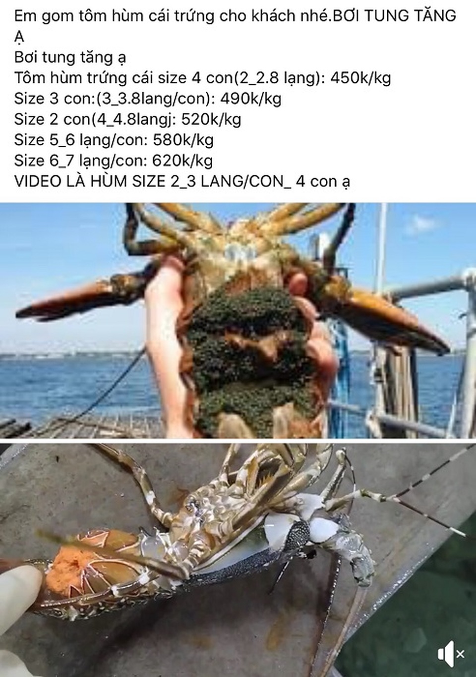 Tôm hùm ôm trứng giá siêu rẻ chỉ 450.000 đồng/kg đổ bộ Hà Nội: Nên mua hay không? - 3 Tôm hùm ôm trứng giá siêu rẻ chỉ 450.000 đồng/kg đổ bộ Hà Nội: Nên mua hay không? - 3
