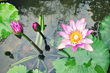 Ngắm đầm hoa súng lai tạo 20 màu đẹp lung linh