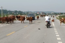 Vấn nạn "bò thả rông" tái diễn sau bao công sức dẹp bỏ