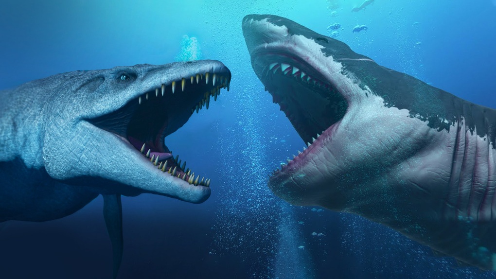Siêu cá mập Megalodon đối đầu thủy quái Mosasaurus: Loài nào sẽ thắng? - 1 Siêu cá mập Megalodon đối đầu thủy quái Mosasaurus: Loài nào sẽ thắng? - 1
