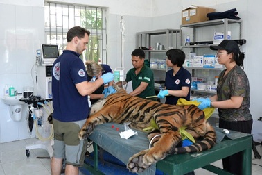 Tiêm vaccine cho 7 con hổ tại Phong Nha - Kẻ Bàng