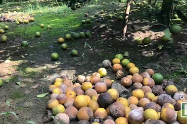 Cam rụng vàng vườn, nông dân khóc đứng khóc ngồi.