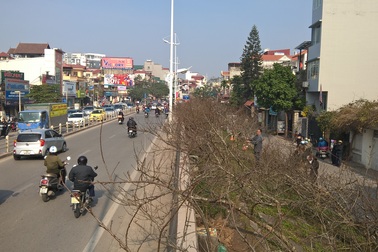 Những "vườn" đào rừng tiền tỷ dài cả cây số ở phố Âu Cơ