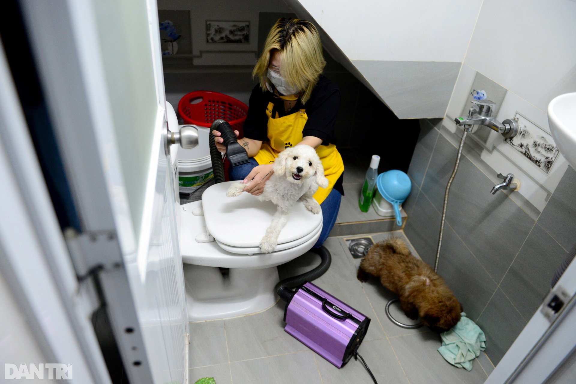 Đắt khách dịch vụ làm đẹp cho thú cưng tại nhà ở TPHCM mùa Covid-19 - 15 Đắt khách dịch vụ làm đẹp cho thú cưng tại nhà ở TPHCM mùa Covid-19 - 15