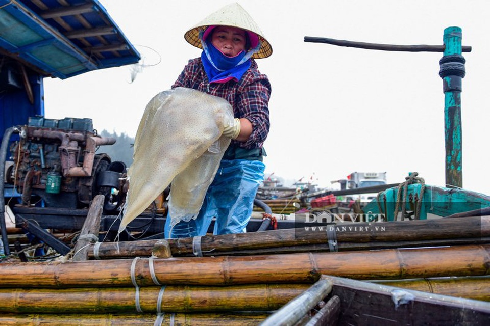 Vào mùa sứa biển, ngư dân Thanh Hóa có tiền triệu nhờ lộc trời - 2 Vào mùa sứa biển, ngư dân Thanh Hóa có tiền triệu nhờ lộc trời - 2