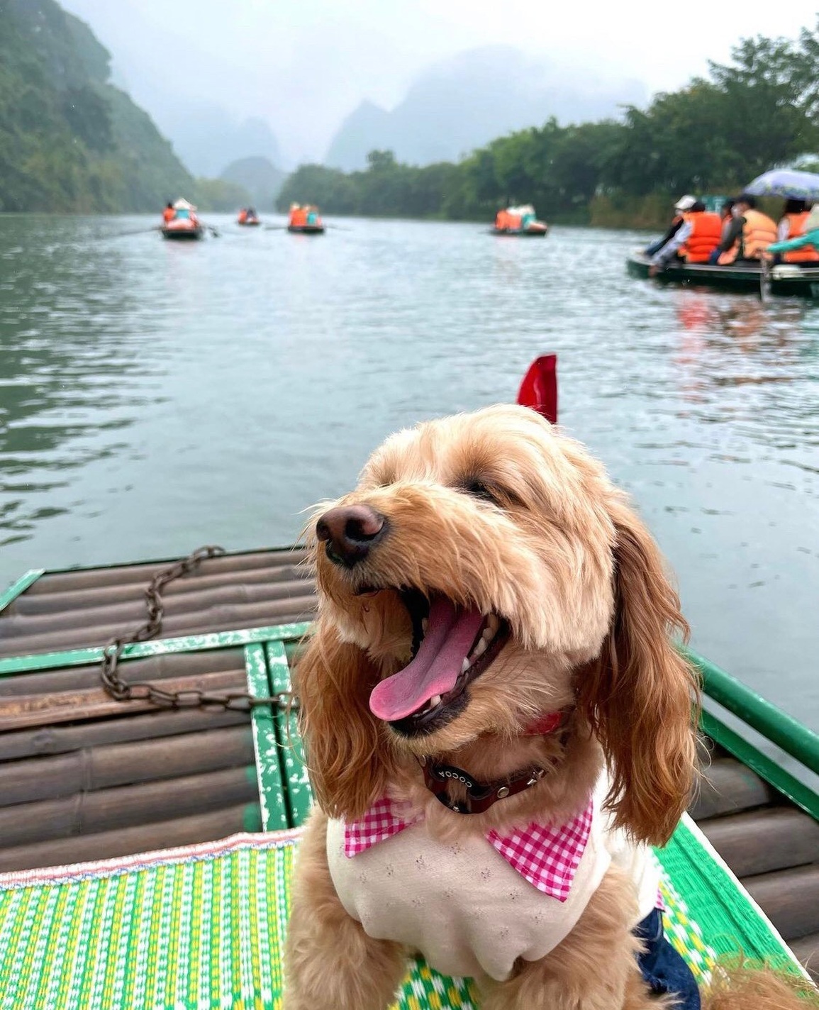 Bộ ảnh cún cưng vi vu thánh địa sống ảo Hang Múa gây sốt mạng - 8