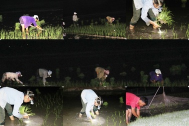 Ngày nắng như đổ lửa, dân trắng đêm đeo đèn pin đi cấy