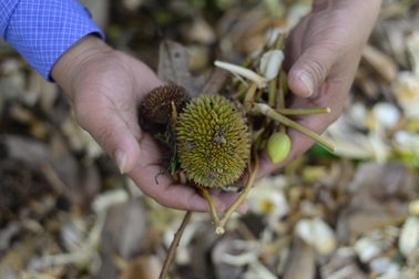 Nông dân như "ngồi trên đống lửa" khi sầu riêng rụng trái non sau mưa
