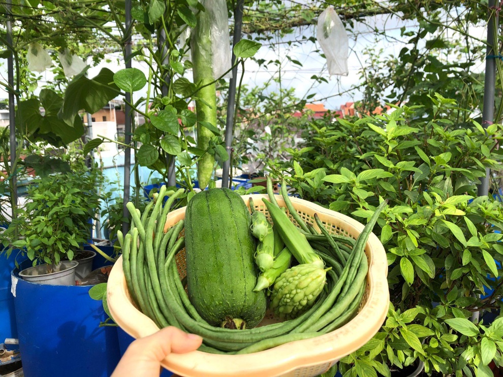 Bất ngờ với vườn rau trái đỉnh cao trên nóc nhà tại Đồng Nai - 7