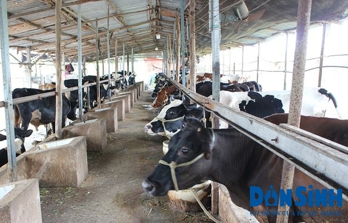 Mô hình hợp tác xã nuôi bò sửa giúp nhiều nông dân thoát nghèo.