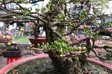 2 “cụ” mai khủng được ra giá gần 5 tỷ đồng ở Sài Gòn