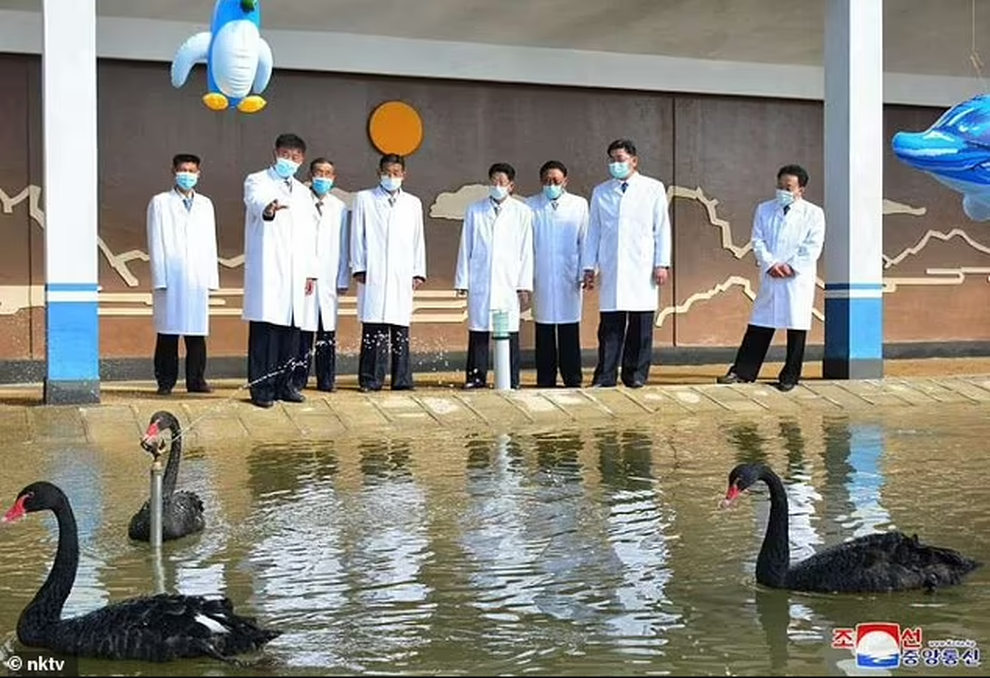 Triều Tiên khuyến khích ăn thịt thiên nga - 2 Triều Tiên khuyến khích ăn thịt thiên nga - 2