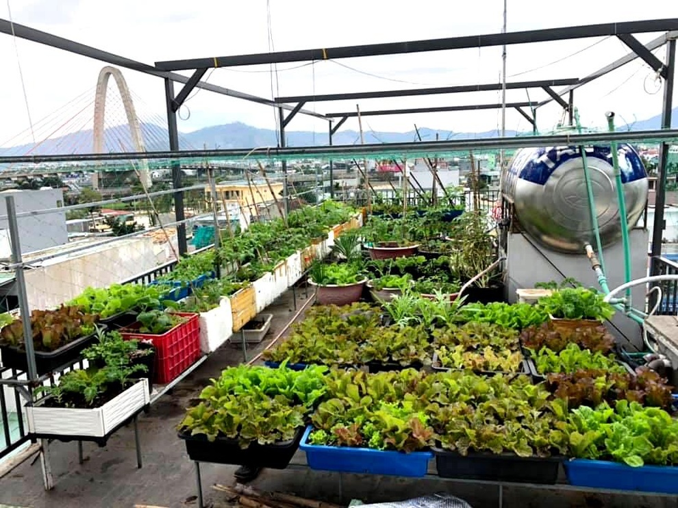 Cặm cụi vác đất lên tầng 5, mẹ đảm Đà Nẵng có vườn rau trái 100m2 - 1