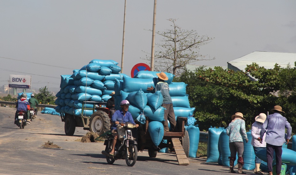 Tài xế hoảng khi quốc lộ 1A biến thành... sân phơi lúa - 7 Tài xế hoảng khi quốc lộ 1A biến thành... sân phơi lúa - 7