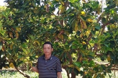 Gia Lai: Một nông dân lãi 300 triệu đồng/năm từ...vườn tiêu chết