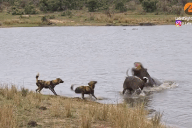 Linh dương chiến đấu ngoan cường, vô tình bỏ mạng khi con vật này xuất hiện