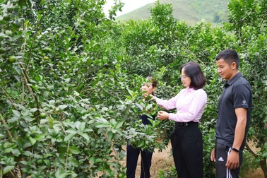 Người dân có việc làm và thu nhập ổn định từ nguồn vốn vay ưu đãi