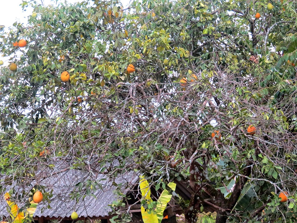 Vựa cây ngàn tỷ thất thu nặng vì đợt nắng nóng kỷ lục - 6 Vựa cây ngàn tỷ thất thu nặng vì đợt nắng nóng kỷ lục - 6