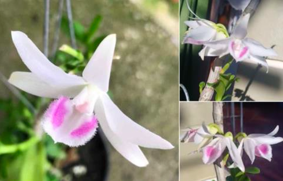 Vỡ trận Phi điệp đột biến: Hậu quả lan truyền, giá rớt thê thảm - 1 Vỡ trận Phi điệp đột biến: Hậu quả lan truyền, giá rớt thê thảm - 1