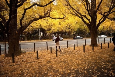 Không gian phủ vàng màu lá rẻ quạt của con đường lãng mạn nhất thế giới