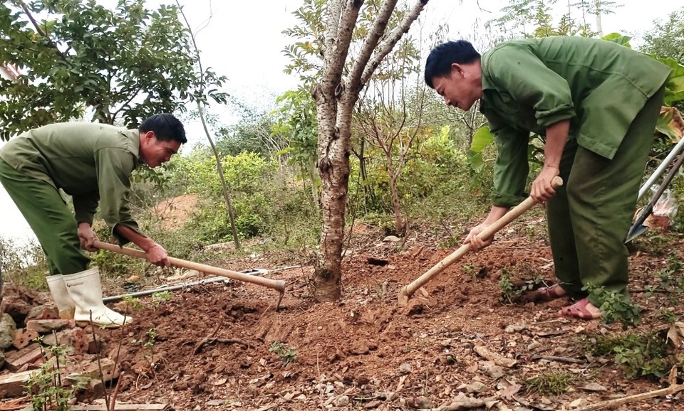 Kiếm tiền triệu từ nghề đào thuê cây cảnh dịp cận Tết - 1 Kiếm tiền triệu từ nghề đào thuê cây cảnh dịp cận Tết - 1
