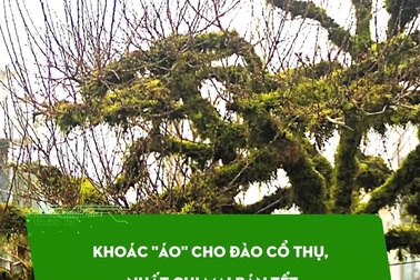 Khoác "áo" cho đào cổ thụ, nhất chi mai bán Tết