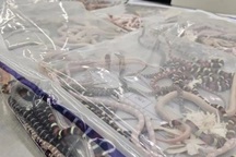 Trung Quốc phát hiện người nhét 100 con rắn còn sống vào quần để buôn lậu