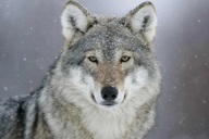 Vì sao động vật hoang dã không có đôi tai cụp?