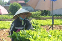 Mở vườn ươm cây giống, mỗi năm thu 200 triệu đồng